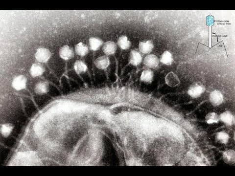 ბაქტერიოფაგი Bacteriophage (part 1)